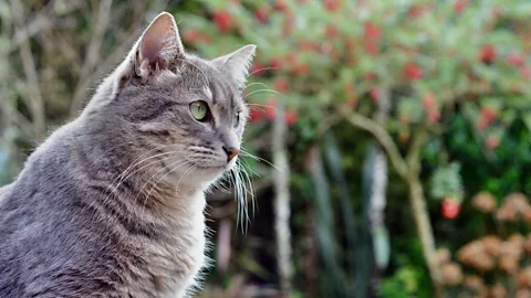 Mike Evertzen/500px/Getty Images New Zealand has the highest rate of domestic cat ownership in the world, with nearly half of households owning at least one cat (Credit: Mike Evertzen/500px/Getty Images)