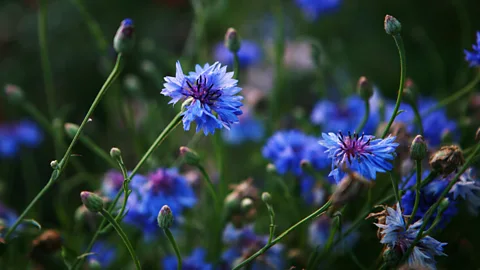 Getty Images While single-flowered plants can provide an abundant source of nectar for insects, double-flowered varieties often produce far less (Credit: Getty Images)