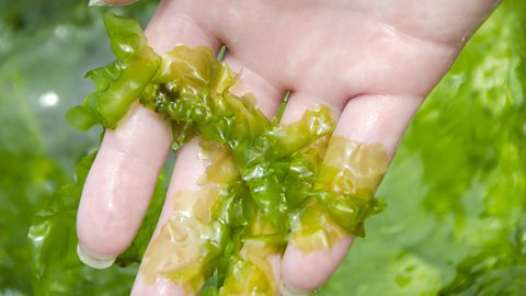 Sea lettuce