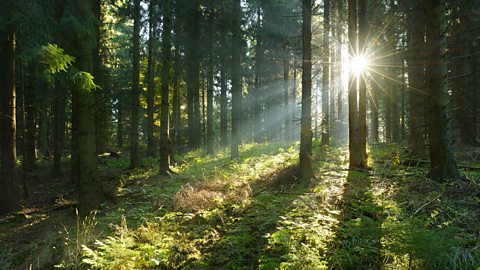 Forest at Sunrise