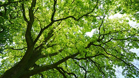 Oak Tree from below