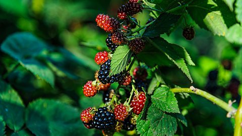 A Blackberry Bush in the Garden with Ripe and Unripe Berries