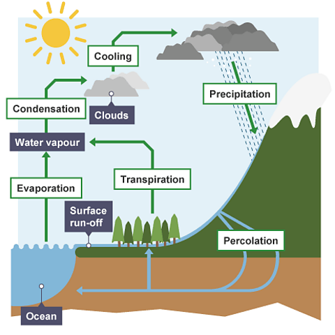 GCSE Science podcasts - Ecology - BBC Bitesize