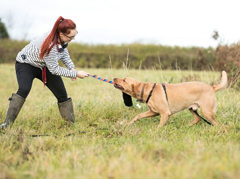 A woman and a dog play tug of war with a rope toy