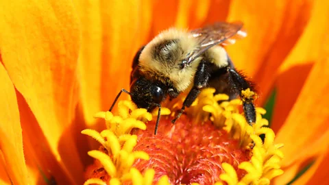 Getty Images Light pollution is negatively impacting many different species, including bumblebees (Credit: Getty Images)