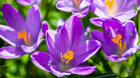 Frank-Bienewald / Getty Images By artificially extending the length of the day, light pollution can cause changes in a a plant's flowering pattern (Credit: Frank-Bienewald / Getty Images)