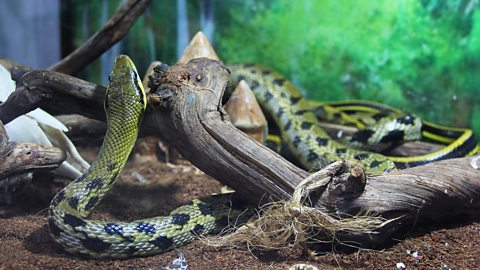 Snake in the terrarium