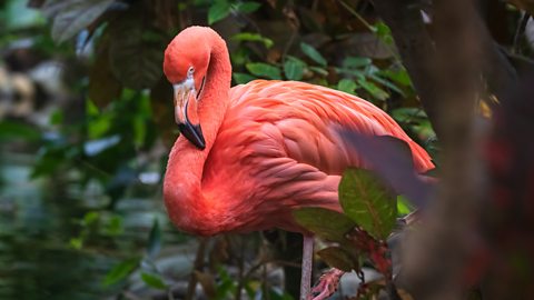 Pink flamingo