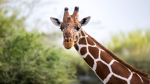 giraffe