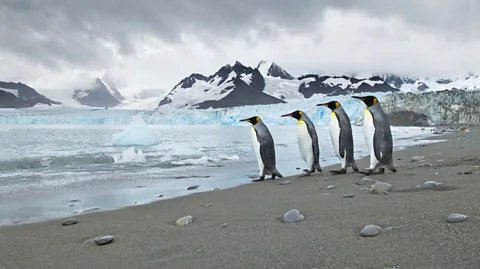 Enrique Aguirre Aves/Getty Images By the time de la Rosa arrived on South Georgia he had travelled 2,380km in 26 days (Credit: Enrique Aguirre Aves/Getty Images)