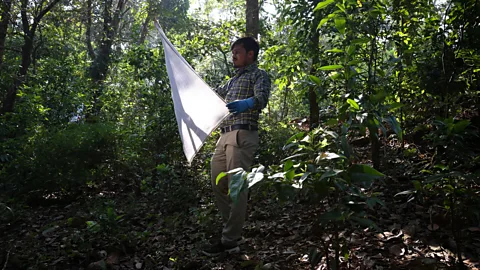 Catherine Davison Vinayakumar M Patil, 26, a worker with the KFD research team, uses a piece of white cloth to sweep the forest area for ticks near a suspected KFD case (Credit: Catherine Davison)