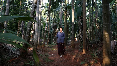 Catherine Davison An areca nut picker in a plantation in Aralagodu, Karnataka. Some areca nut plantations occur in what was previously undisturbed forest or grassland (Credit: Catherine Davison)