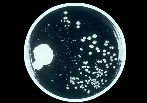 Alexander Fleming's original petri dish. Penicillin culture inhibits bacteria growth.