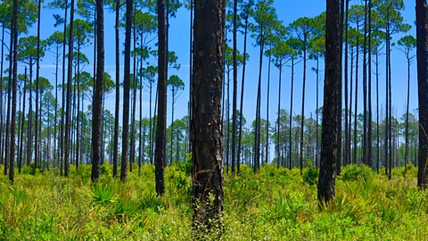 Craig Lovell/Alamy Capturing and storing the CO2 released by bioenergy crops such as these Loblolly pines when they are burned could contribute to negative emissions (Credit: Craig Lovell/Alamy)