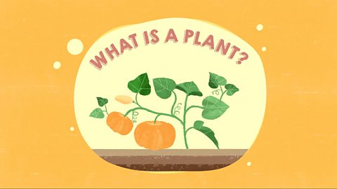 What is a plant?