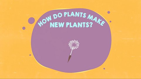 How do plants make new plants?