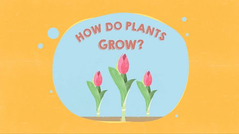 How do plants grow?