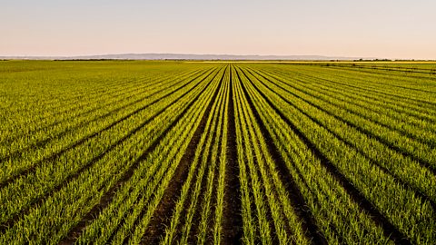 Picture of field with onions growing in it 