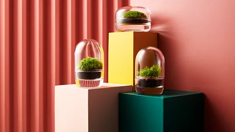 London Terrariums Terrariums are a growing sub-trend with houseplant fans (Credit: London Terrariums)