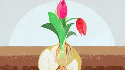 Diagram of a tulip bulb