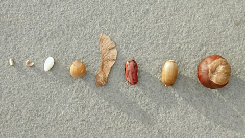 Examples of seeds