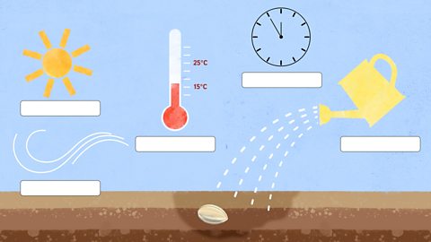 What is needed for a seed to germinate?