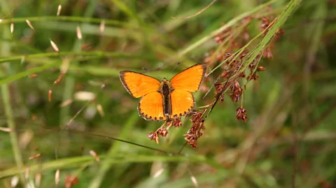 Eurac Research/Andreas Hilpold Traditional forms of agriculture in the Alps boosted butterfly numbers. Now, alternative efforts are needed to support their numbers (Credit: Eurac Research/Andreas Hilpold)