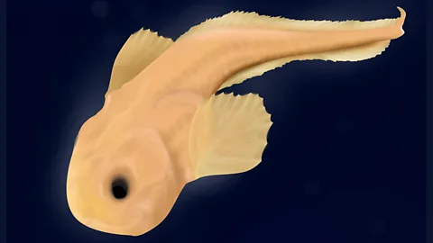 Snailfish: how we found a new species in one of the ocean's deepest places