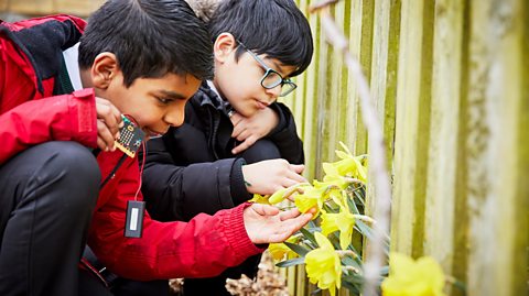 Two primary school children looking at daffodils and using micro:bits in the school garden