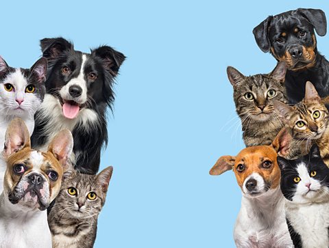 An assortment of dogs and cats against a blue background