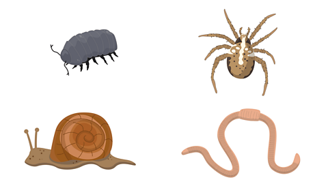 A woodlouse, spider, snail and worm