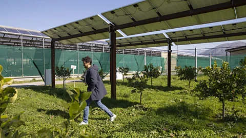 Agostino Petroni Installing raised panels costs more than ground-mounted arrays, but the benefits for the farming community of keeping the land could outweigh the costs (Credit: Agostino Petroni)