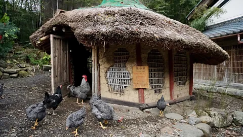 Mara Budgen Even the chicken coop at Miyama Futon & Breakfast Honkan has a thatched roof (Credit: Mara Budgen)