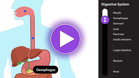 The structure of the digestive system - Nutrition, digestion and