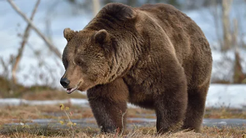 Getty Images Animals that hibernate, such as bears, go into a state called torpor which slows down their cellular activity and prevents muscle wastage (Credit: Getty Images)