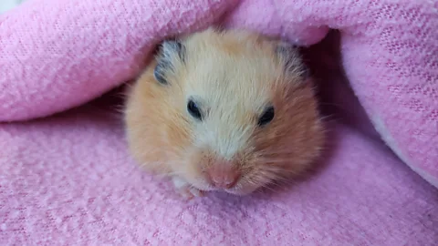 Getty Images Hamsters could hold the secret to preventing radiation damage to cells on long space voyages (Credit: Getty Images)