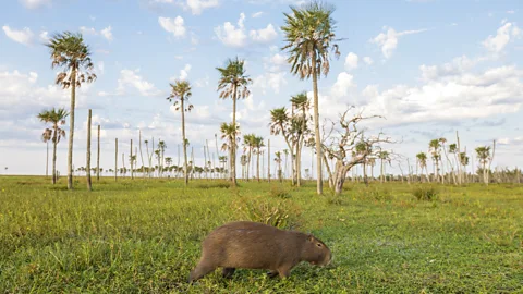 Daniel Allen The iconic capybara is an important food source for jaguars (Credit: Daniel Allen)