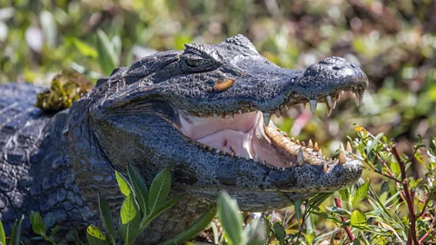 Daniel Allen Yacaré caiman are a common sight in the wetlands (Credit: Daniel Allen)