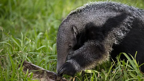 Daniel Allen Many animals, like the giant anteater, had completely disappeared from Iberá before the park's rewilding efforts (Credit: Daniel Allen)