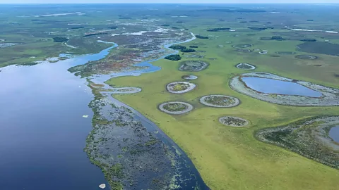 Daniel Allen The Iberá Wetlands are a 13,000-sq-km wilderness home to a stunning array of animals and plants (Credit: Daniel Allen)