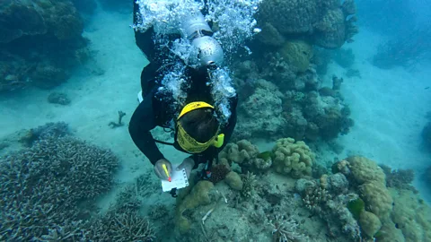 Getty Images A diver notes local conditions on the Great Barrier Reef (Credit: Getty Images)