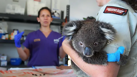 Getty Images A few koala populations, such as those on Kangaroo Island, a free of the koala retrovirus while others are being invaded by the disease (Credit: Getty Images)