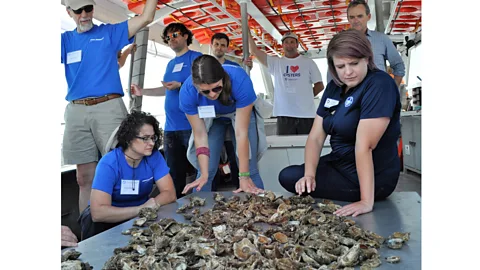 AJ Metcalf Oysters improve water quality and clarity and form biogenic reefs which provide habitat for other species (Credit: AJ Metcalf)