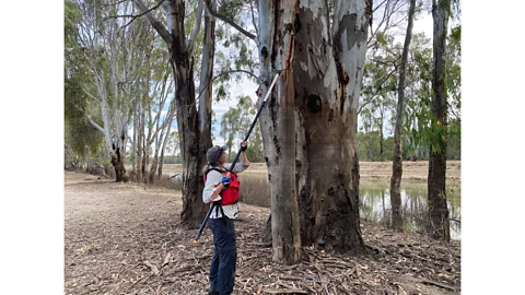 Charles Stuart University Elizabeth Znidersic cuts down an acoustic recorder down from a tree following a flood (Credit: Charles Sturt University)