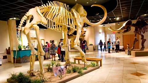 Dave G Houser/Alamy The Arizona Museum of Natural History offers sensory guides and recently ran its first "sensory gentle" event (Credit: Dave G Houser/Alamy)