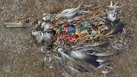 Chris Jordan Chris Jordan's photos of dead albatross chicks quickly went viral and inspired environmental activism around the world (Credit: Chris Jordan)