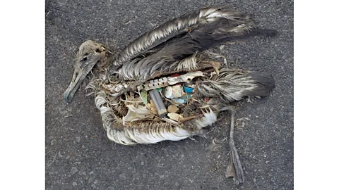 Chris Jordan Chris Jordan found thousands of dead seabirds on Midway, all with their stomachs full of everyday plastic items like bottle tops and toothbrushes (Credit: Chris Jordan)