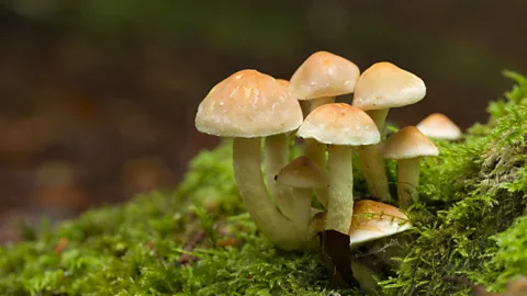 Craig Joiner / Getty Images Environmental DNA could help monitor species such as fungi which are difficult to identify using conventional methods (Credit: Craig Joiner / Getty Images)