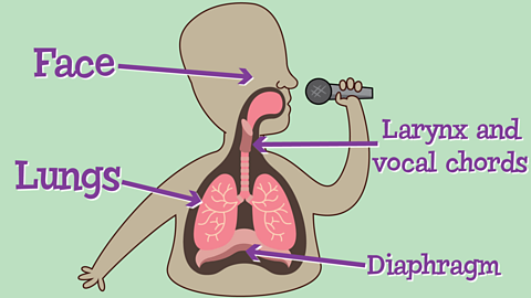 Cross section outline of a human showing the lungs, diaphragm, larynx and vocal chords.