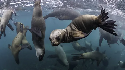 by wildestanimal/Getty Images Argentina's Valdes Peninsula is an important breeding ground for southern sea lions (Credit: by wildestanimal/Getty Images)